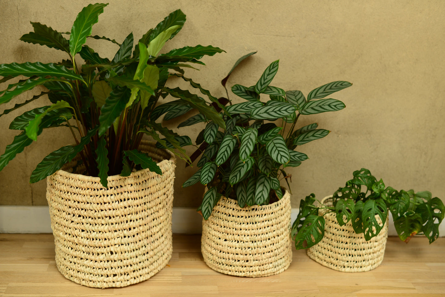 Cache-pot en palmier nain 17 cm